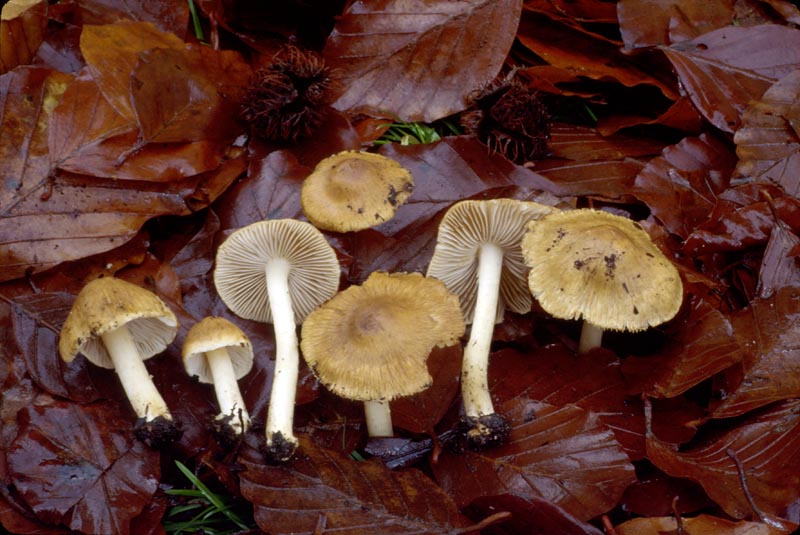 Inocybe xanthomelas